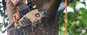 Best Lawn Pest Prevention  in Williamson, AZ
