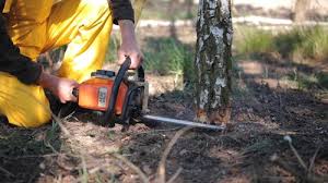 Reliable Williamson, AZ Tree Care Solutions