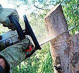 Best Hazardous Tree Removal  in Williamson, AZ