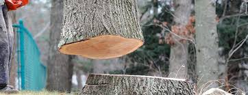 Best Tree Removal  in Williamson, AZ