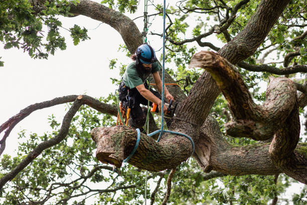 Best Commercial Tree Services  in Williamson, AZ