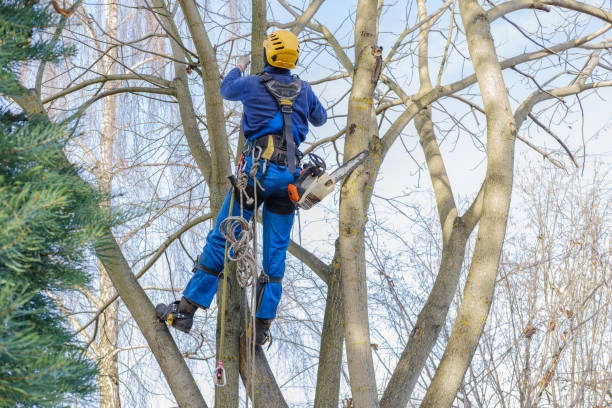 Best Stump Grinding and Removal  in Williamson, AZ