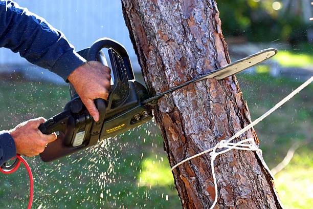 Best Pest Control for Lawns  in Williamson, AZ