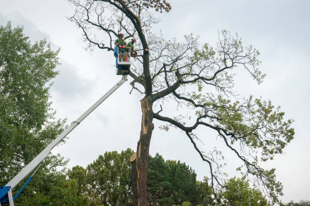 Best Root Management and Removal  in Williamson, AZ