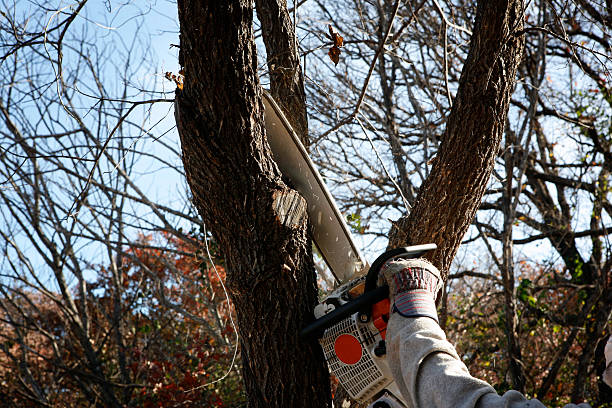 Best Firewood Processing and Delivery  in Williamson, AZ
