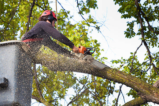 How Our Tree Care Process Works  in  Williamson, AZ