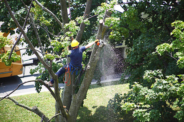 Best Lawn Maintenance Plans  in Williamson, AZ