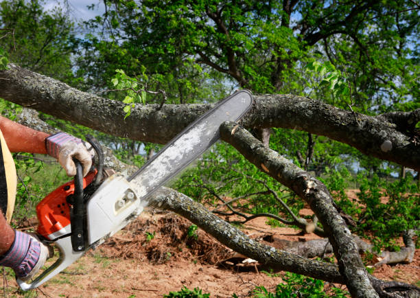 Best Storm Damage Tree Cleanup  in Williamson, AZ
